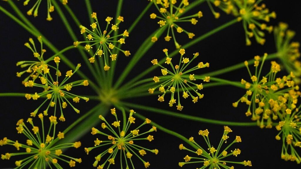 dill flower, herbs, spice-8163264.jpg